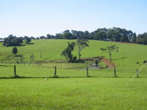 Maleny Dairy Farm