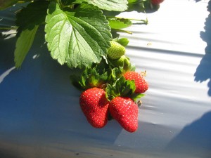 Strawberries in situ