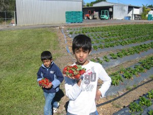 Strawberries on the catwalk